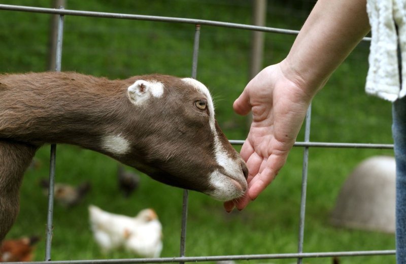 Kinderboerderij